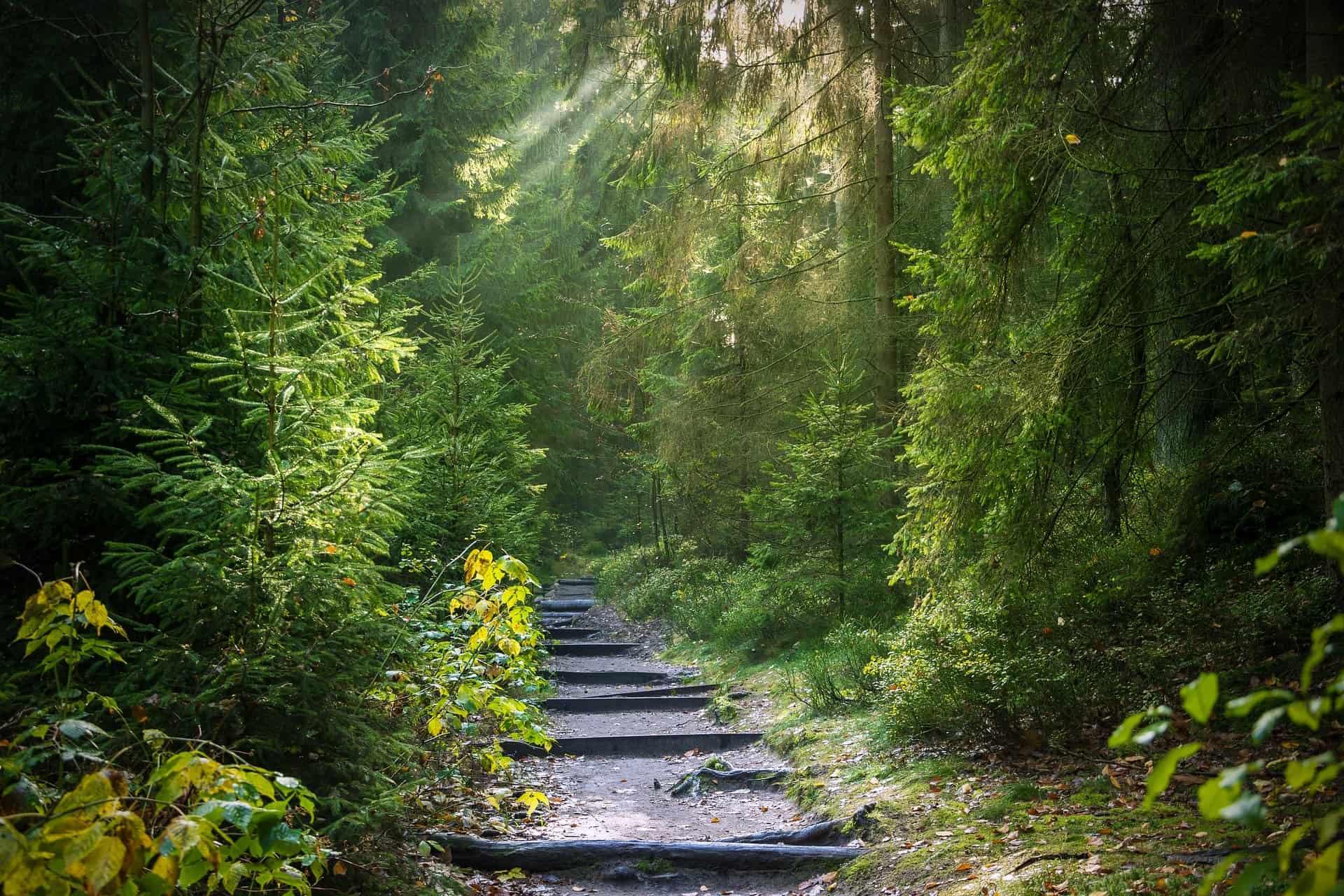 forest-2942477_1920